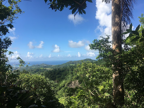Coco Hill Forest (Barbados)